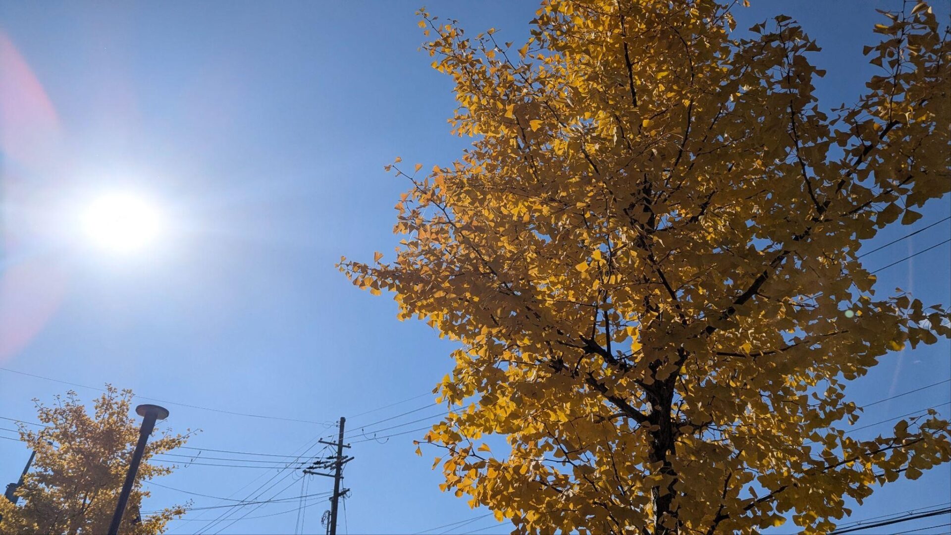 第339回学生ブログ【29きゅうDiary】「夏秋冬冬」